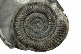 Jurassic Ammonite (Dactylioceras) Fossil - England #351298-1